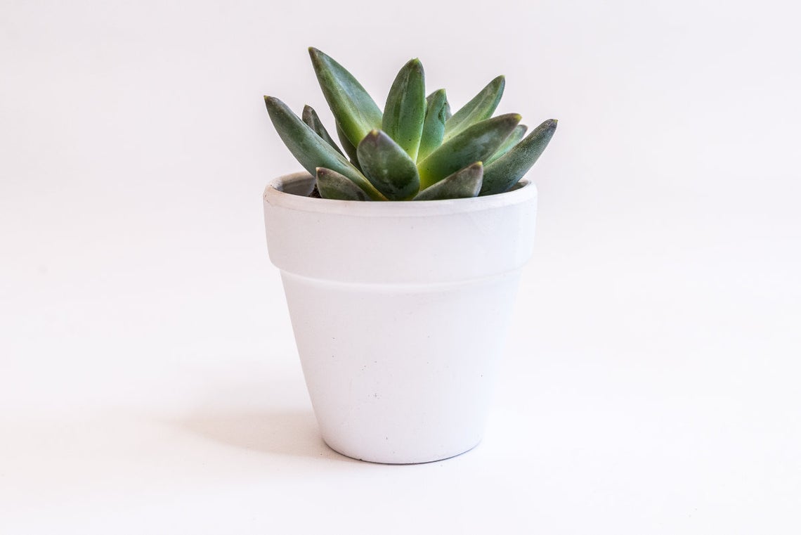 Live Succulent &amp; Candle Birthday Box