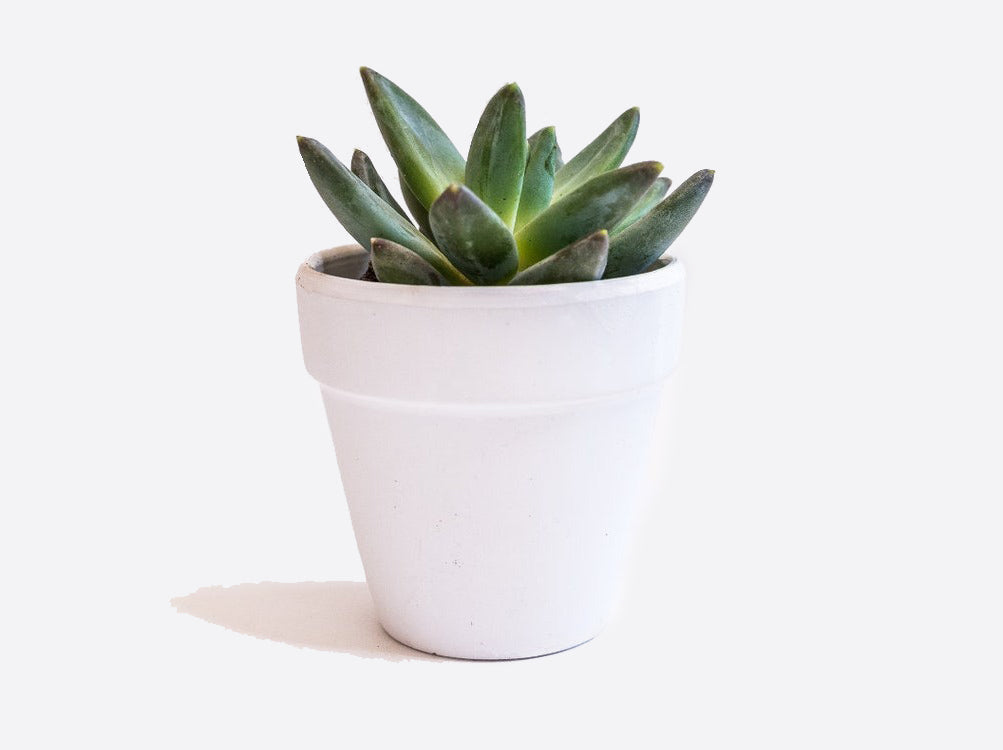 live succulent plants Live Succulent 2.5 inch