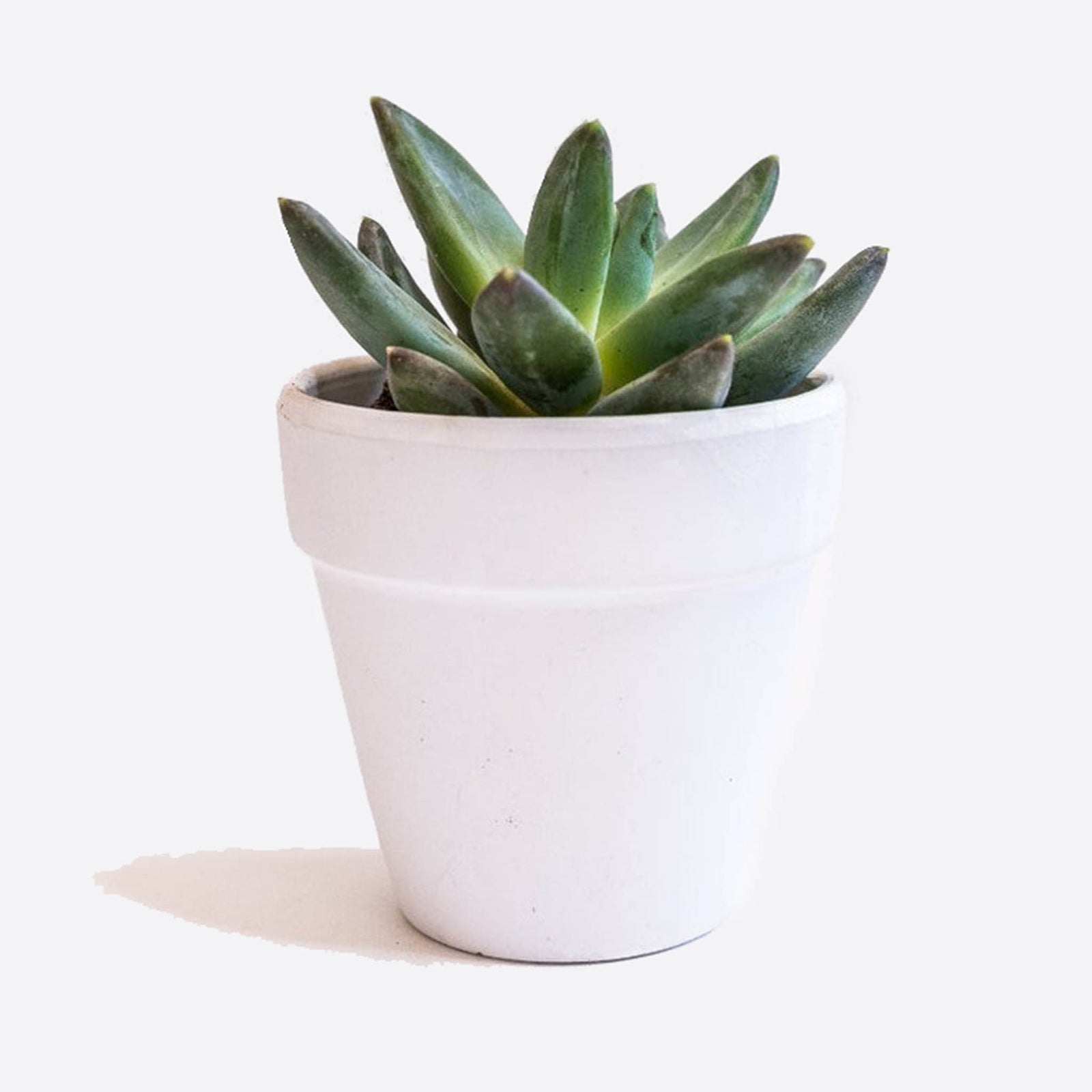 Live succulent plant in white pot